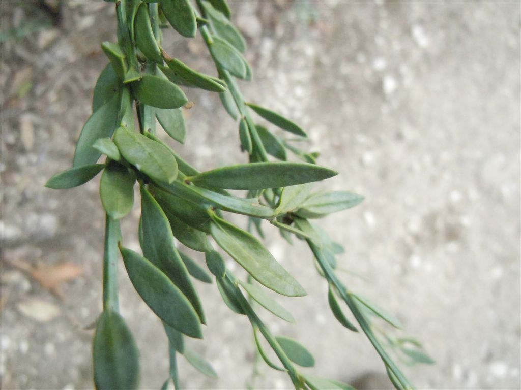 Cuma (NA) : Osyris alba